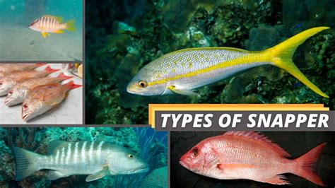 snapper fish|Different Types of Snapper .